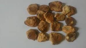 BHILAWA SEEDS/KYAR BEEJA