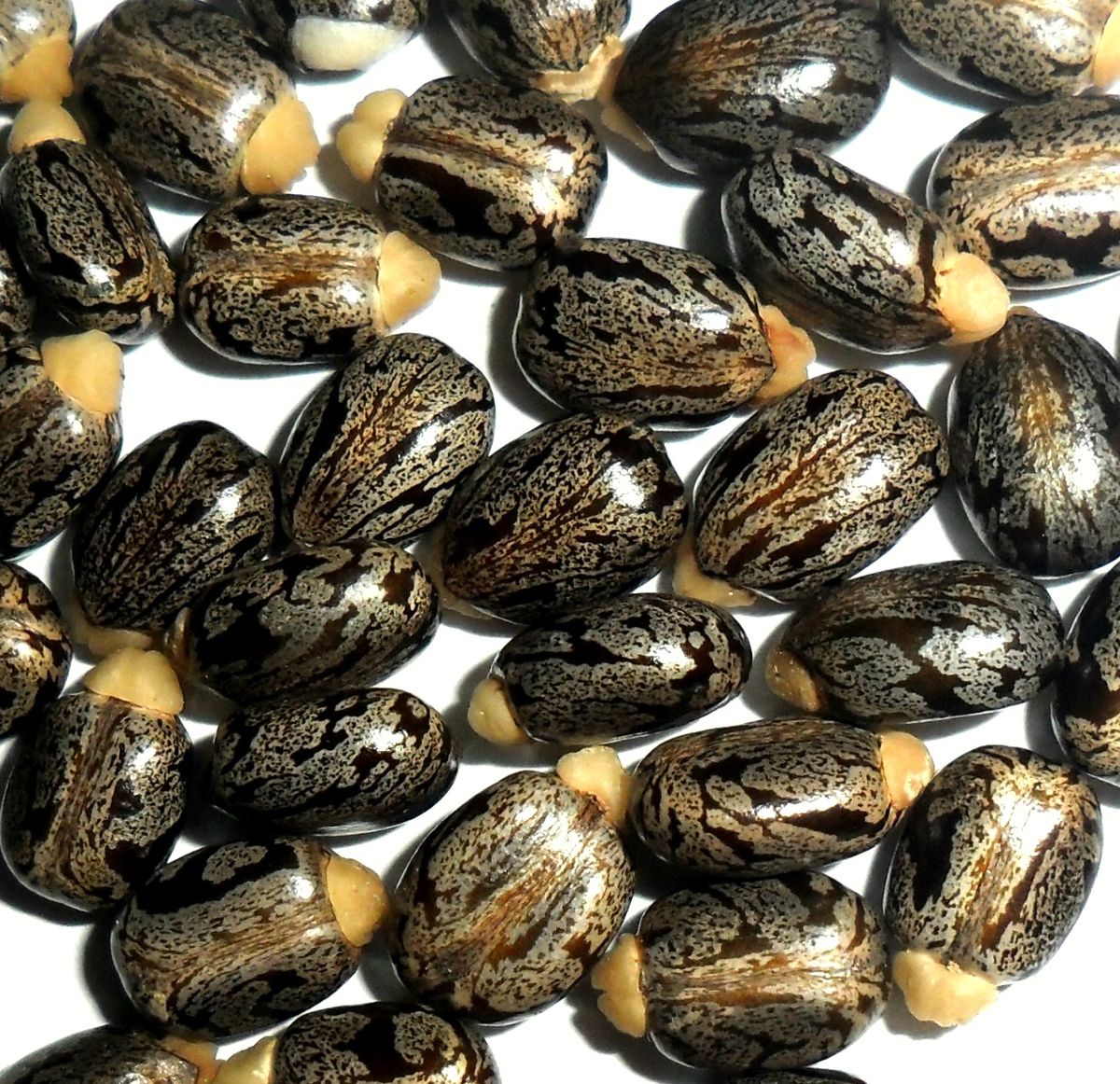 CASTOR/ERANDI OIL