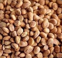 ALMONDETTE SEEDS/CHIRANJI/CHAROLI